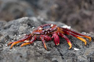 Crabe des rochers rouge