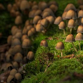 un village entier de champignons sur Danielle Kool | my KOOL moments