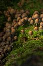 un village entier de champignons par Danielle Kool | my KOOL moments Aperçu