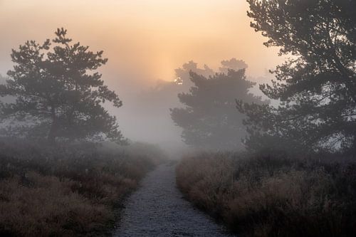 Wolfhezerheide part 91