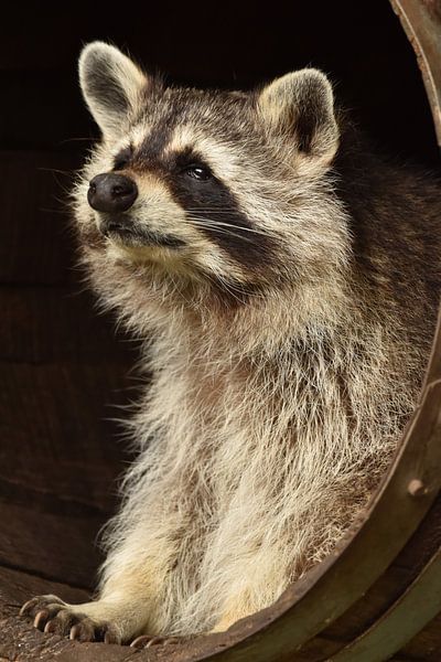 Wasbeer by Sascha van Dam