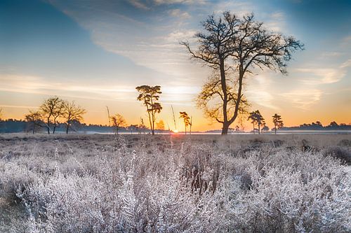 Frozen heathland