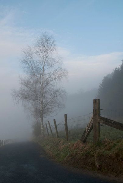 Boom in de mist par Freya Colman