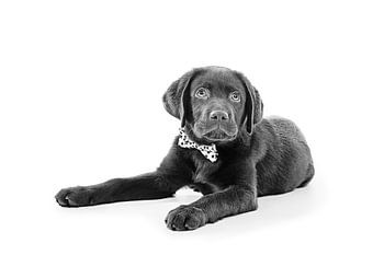 Labrador Retriever Bruin