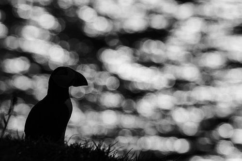 Puffin with bokeh