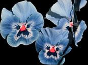Viooltjes, blauw paars. von Ronald Smits Miniaturansicht