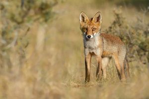 Jonge vossen welp van Menno Schaefer