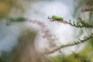 Raupe im Heidekraut von Danny Slijfer Natuurfotografie