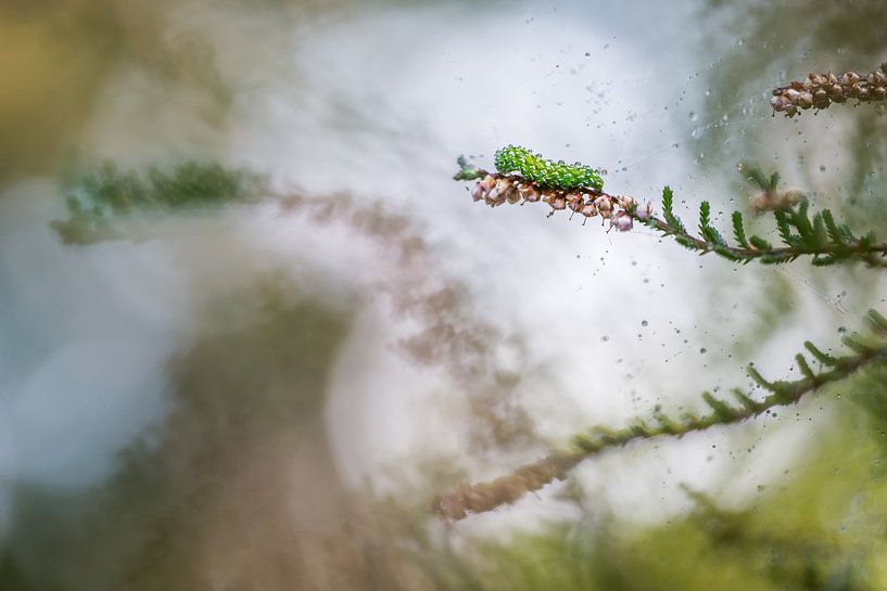 Caterpillar in the heather by Danny Slijfer Natuurfotografie