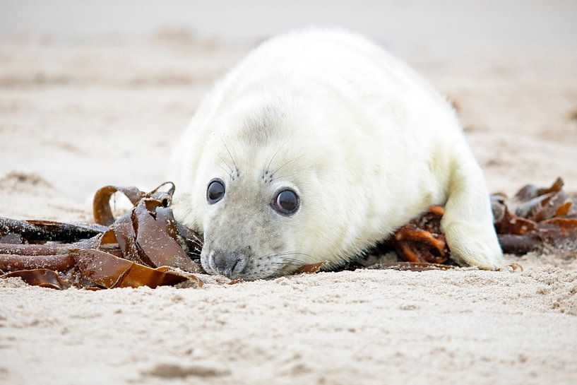Baby seal (Halichoerus grypus) on the beach by Eye on You