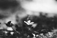 Sweet little flower on a misty morning