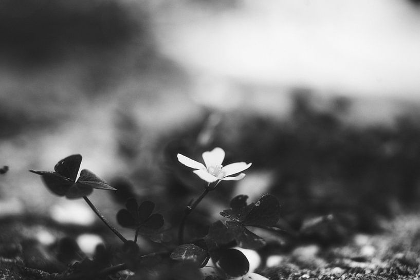 Douce petite fleur par un matin brumeux par Henry Oude Egberink
