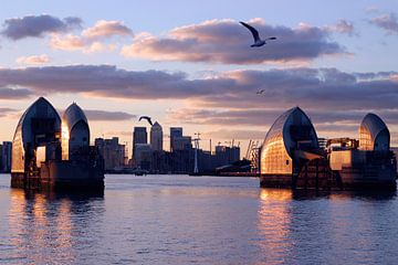 Zeemeeuwen boven de Thames Barrier, Londen van Helga Novelli