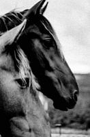 photo analogique de chevaux dans le pré
