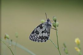 Dambordje van Marcel Tiemens