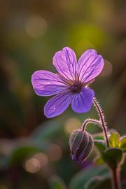 Paarse bloesem in zacht licht van Poster Art Shop