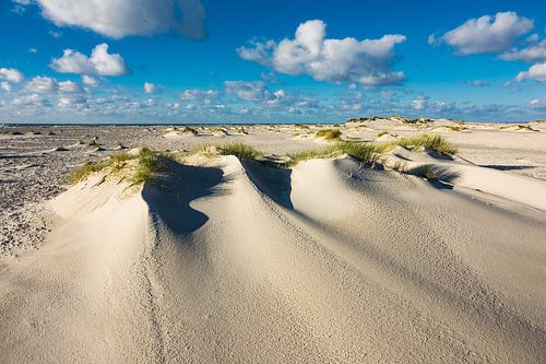 Dunes on the North Sea coast on the island Amrum