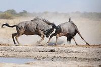 Fighting wildebeest in Botswana