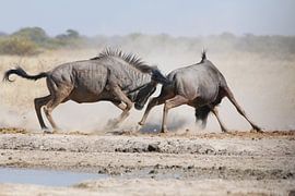 Fighting wildebeest in Botswana by Geert Neukermans