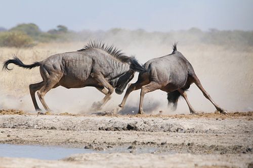 Fighting wildebeest in Botswana
