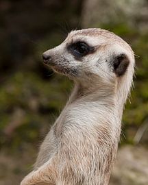 Erdmännchen : Ouwehands Dierenpark von Loek Lobel