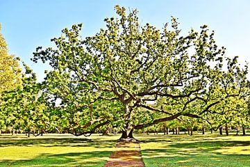 die königliche Eiche im Sonnenschein von Werner Lehmann