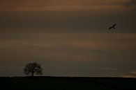Rotmilan im Flug im letzten Abendlicht bei Sonnenuntergang von Jeroen Stel Miniaturansicht