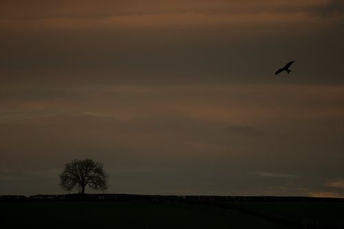 Rode Wouw in vlucht in laatste avondlicht rond zonsondergang