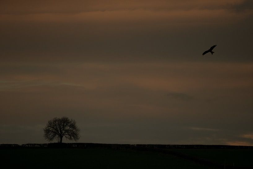 Rotmilan im Flug im letzten Abendlicht bei Sonnenuntergang von Jeroen Stel