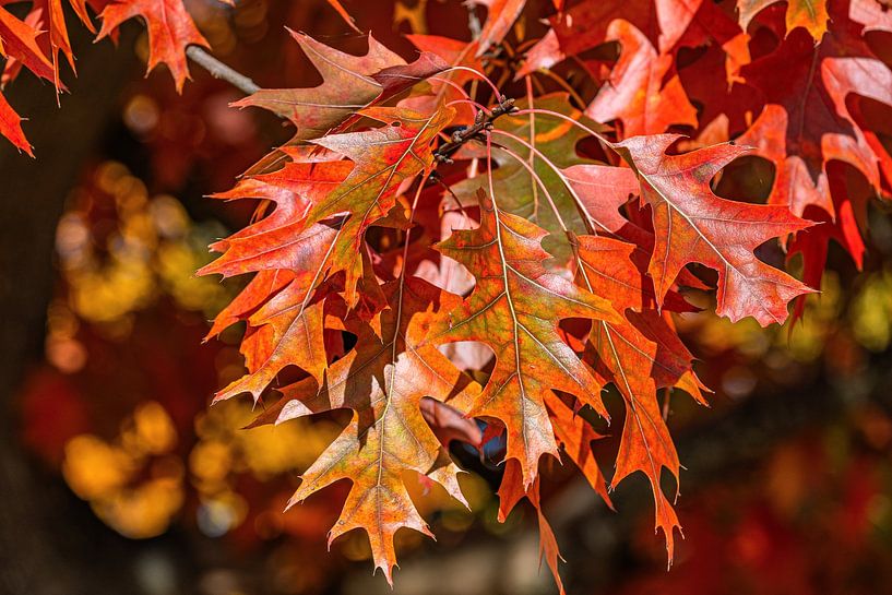 Feuerfarben des Herbstes von Photoart-Naegele