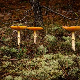 Fly agarics by Wouter van Woensel