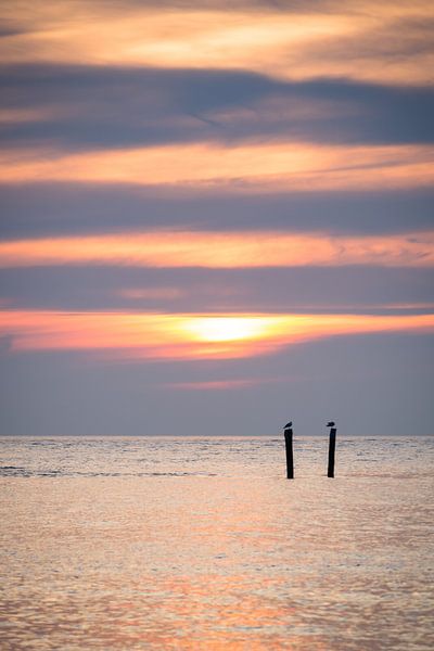 Twee vogels van KC Photography