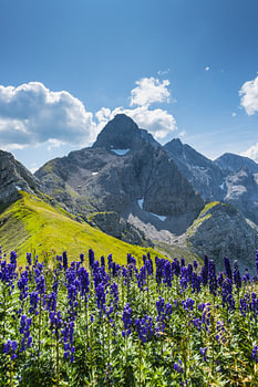 Blauer Eisenhut und Trettachspitze