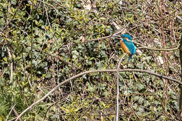 ijsvogels van ton vogels