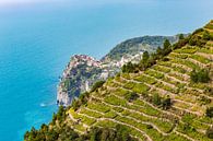 Vernazza entre les vignes, Cinque Terre par Easycopters Aperçu
