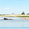 Wild Zambezi by Steven Groothuismink