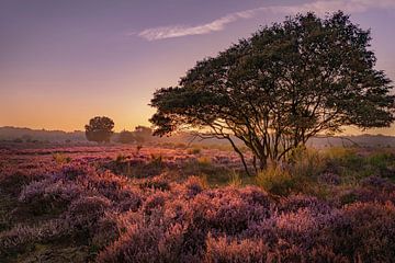 Warm dawn on the moors. by Alie Ekkelenkamp