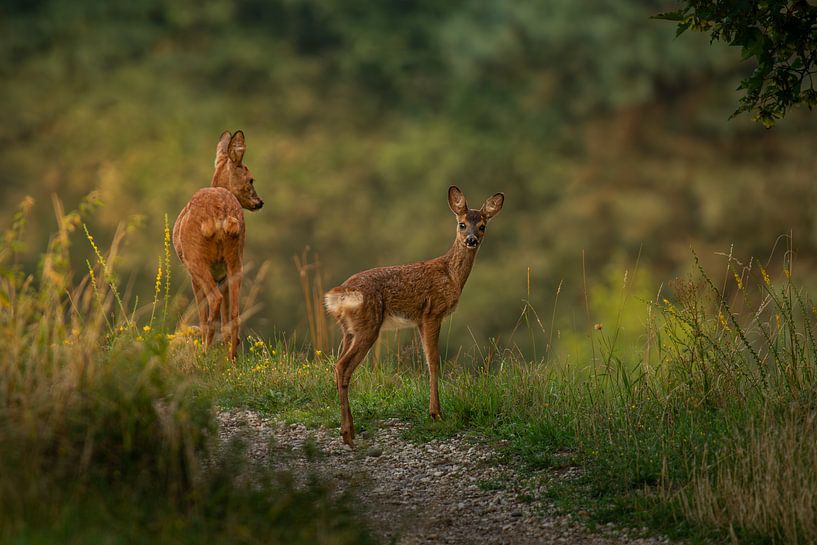 Ree met kalf in het goudenlicht van de opkomende zon van John van de Gazelle fotografie