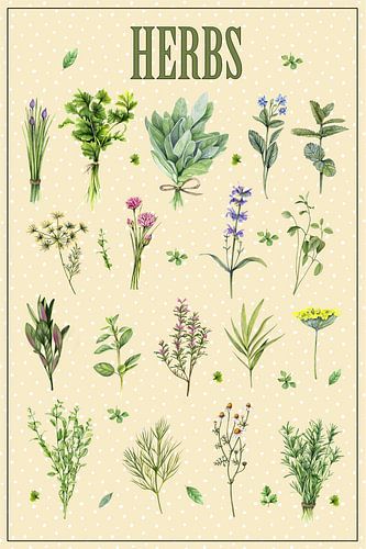 Herbs poster