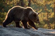 European Brown Bear ( Ursus arctos ), young, walking over rocks on a clearing in a boreal forest, fi van wunderbare Erde thumbnail
