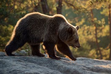 European Brown Bear ( Ursus arctos ), young, walking over rocks on a clearing in a boreal forest, fi