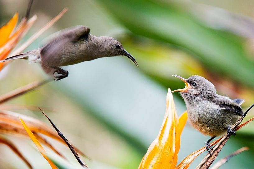 Bird feed little one by Jeroen van den Broek
