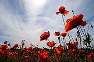 Poppy by Ostsee Bilder thumbnail