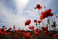 Mohn im Gegenlicht van Ostsee Bilder thumbnail