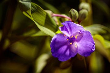 Eendagsbloem van Rob Boon