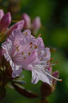 roze bloem aan struik of boom van Jeffry Clemens