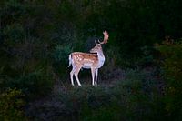 Ein männlicher Damhirsch bei Sonnenuntergang, der wegschaut
