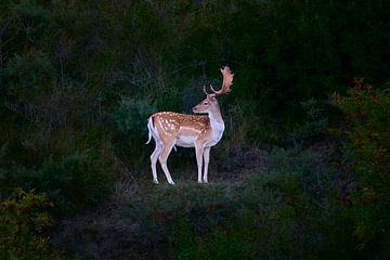 A Male Fallow Deer At Sunset, Looking Away by Dushyant Mehta