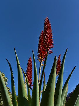 Aloe mutabilis met bloeiwijze van Timon Schneider