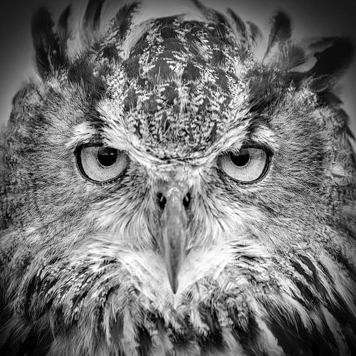 Adler-Eule